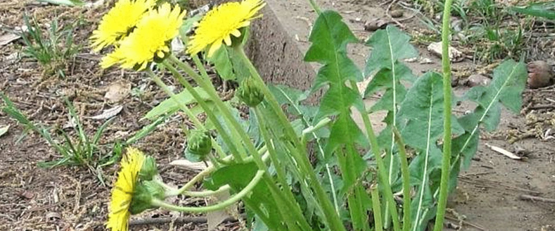 Unlocking the Benefits of Dandelion Tea for Effective Weight Loss