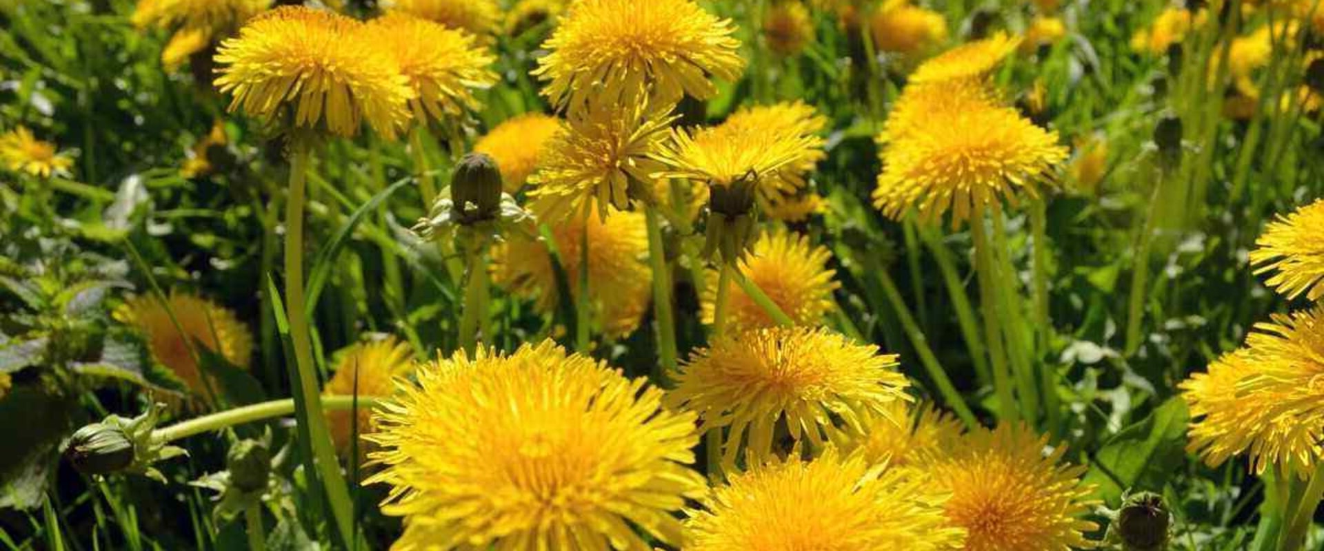 The Hidden Dangers of Dandelion: What You Need to Know About Dandelion Tea Benefits