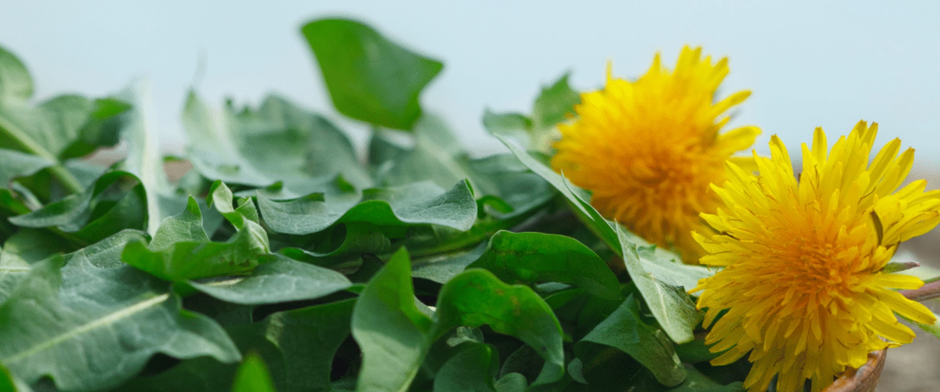 The Power of Dandelion: Unlocking the Detoxifying Benefits of Dandelion Tea for Optimal Health