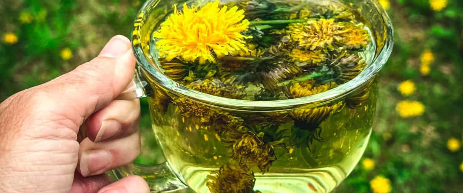 The Pros and Cons of Dandelion Root Tea: An Expert's Perspective on Its Benefits